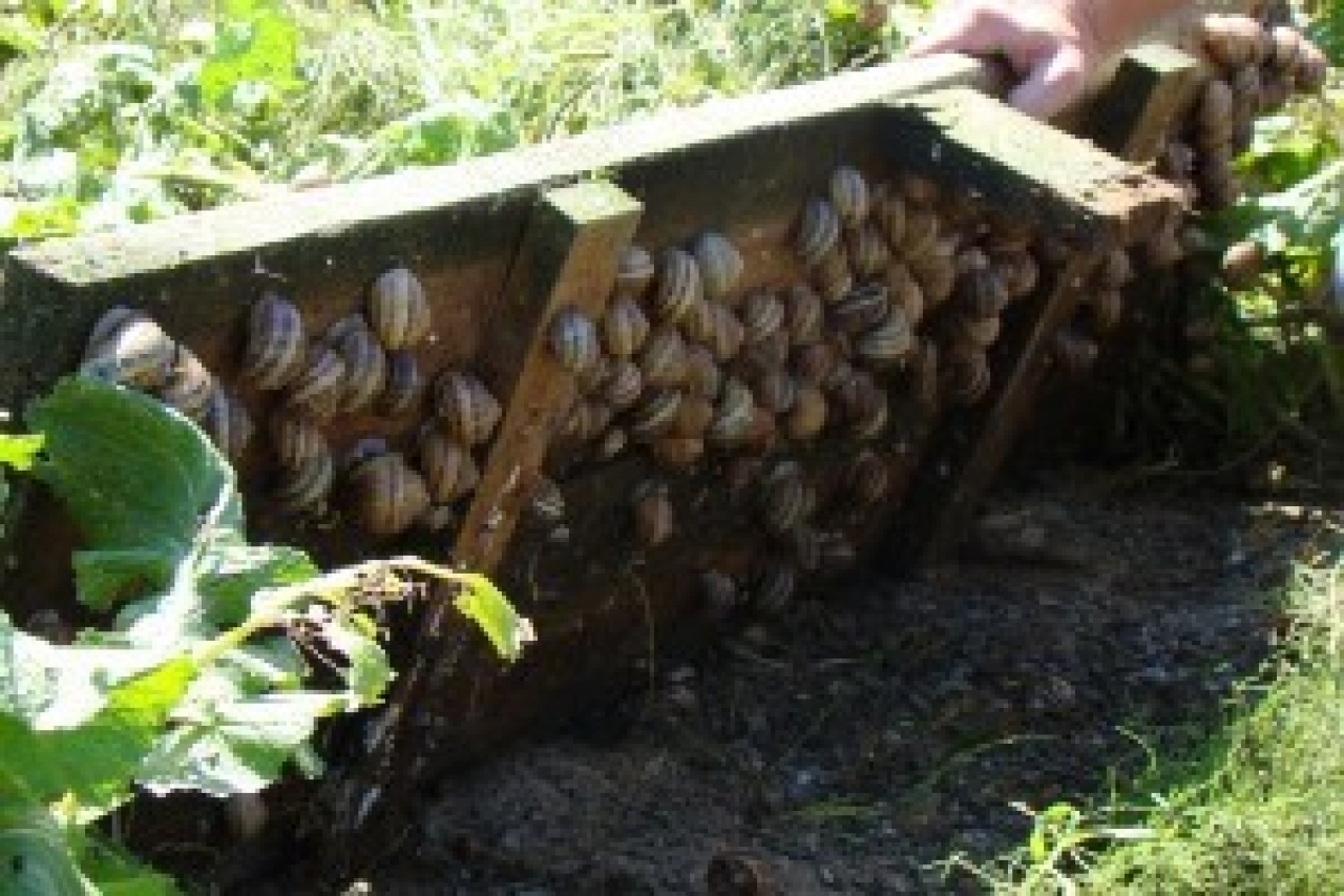 Zdjęcie główne #91 - Hodowla ślimaków - od czego zacząć?
