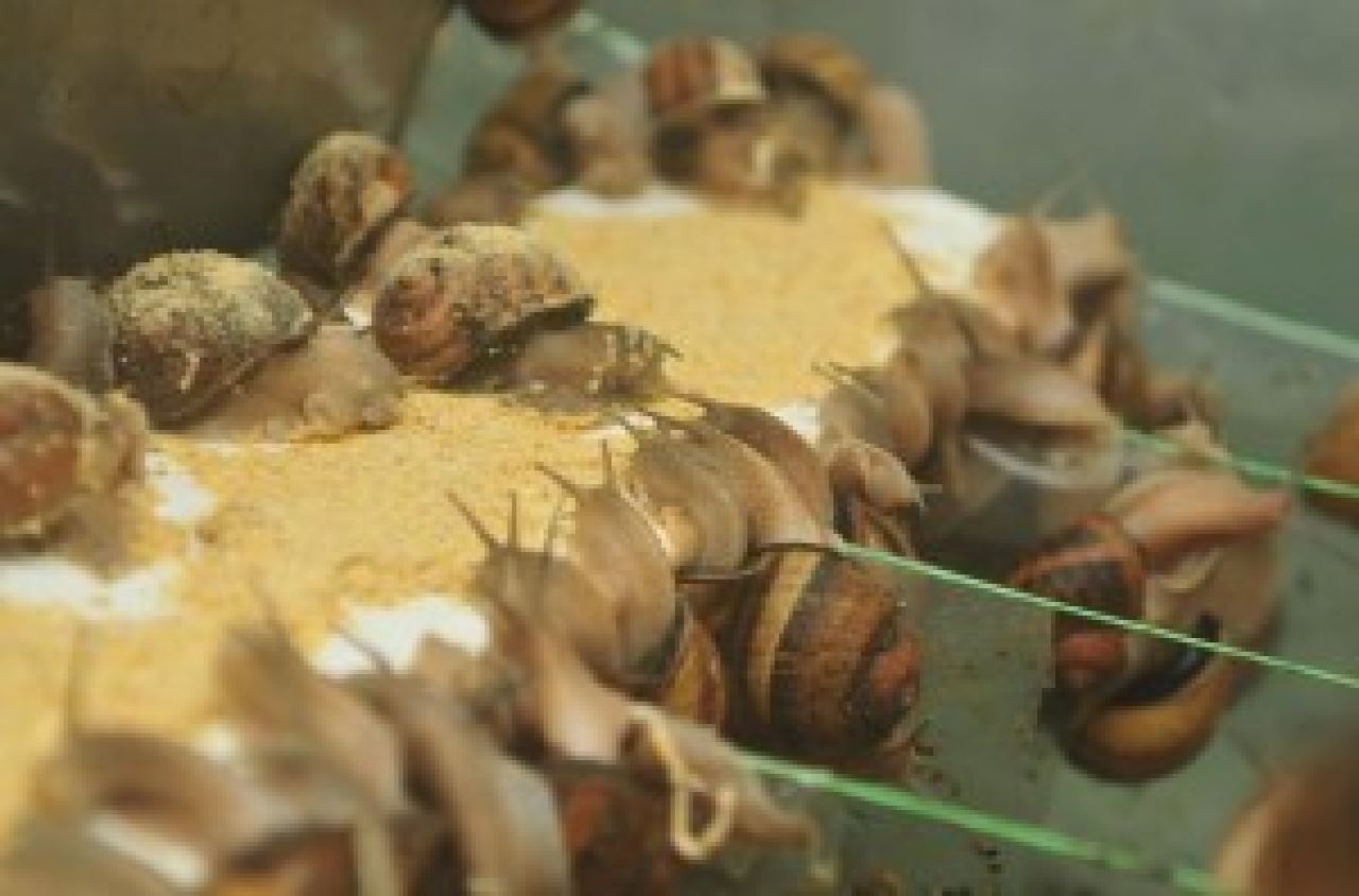 Zdjęcie główne #174 - Strona o hodowli ślimaków