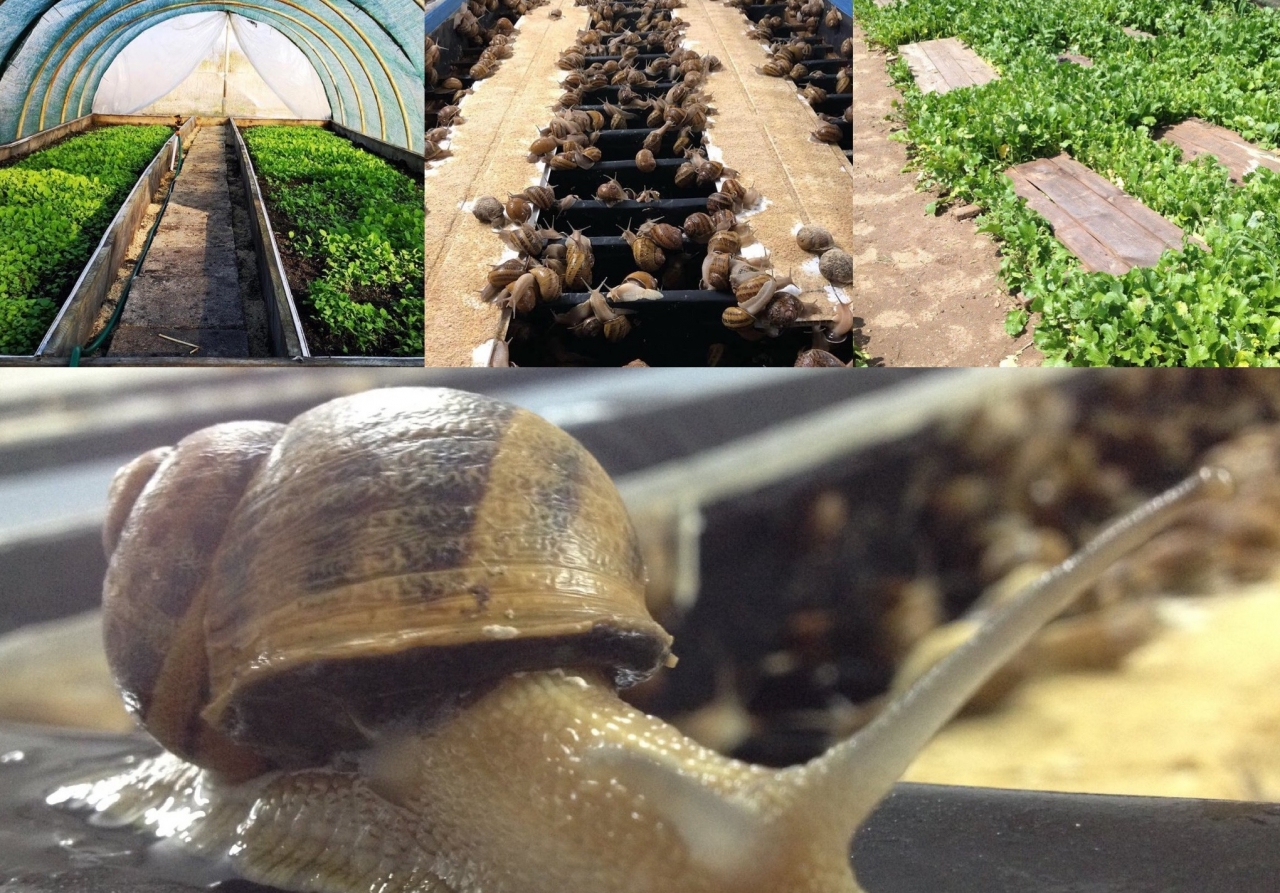 Zdjęcie główne #204 - Dni otwarte PSH. Zobacz hodowlę ślimaków „od kuchni”