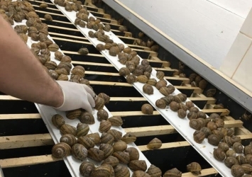 Zdjęcie główne #225 - Sekret udanej hodowli ślimaków? Doskonałej jakości reproduktory