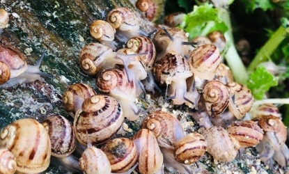 Zdjęcie główne #234 - Susza uderza w rolnictwo. Czy może być groźna dla hodowli ślimaków?