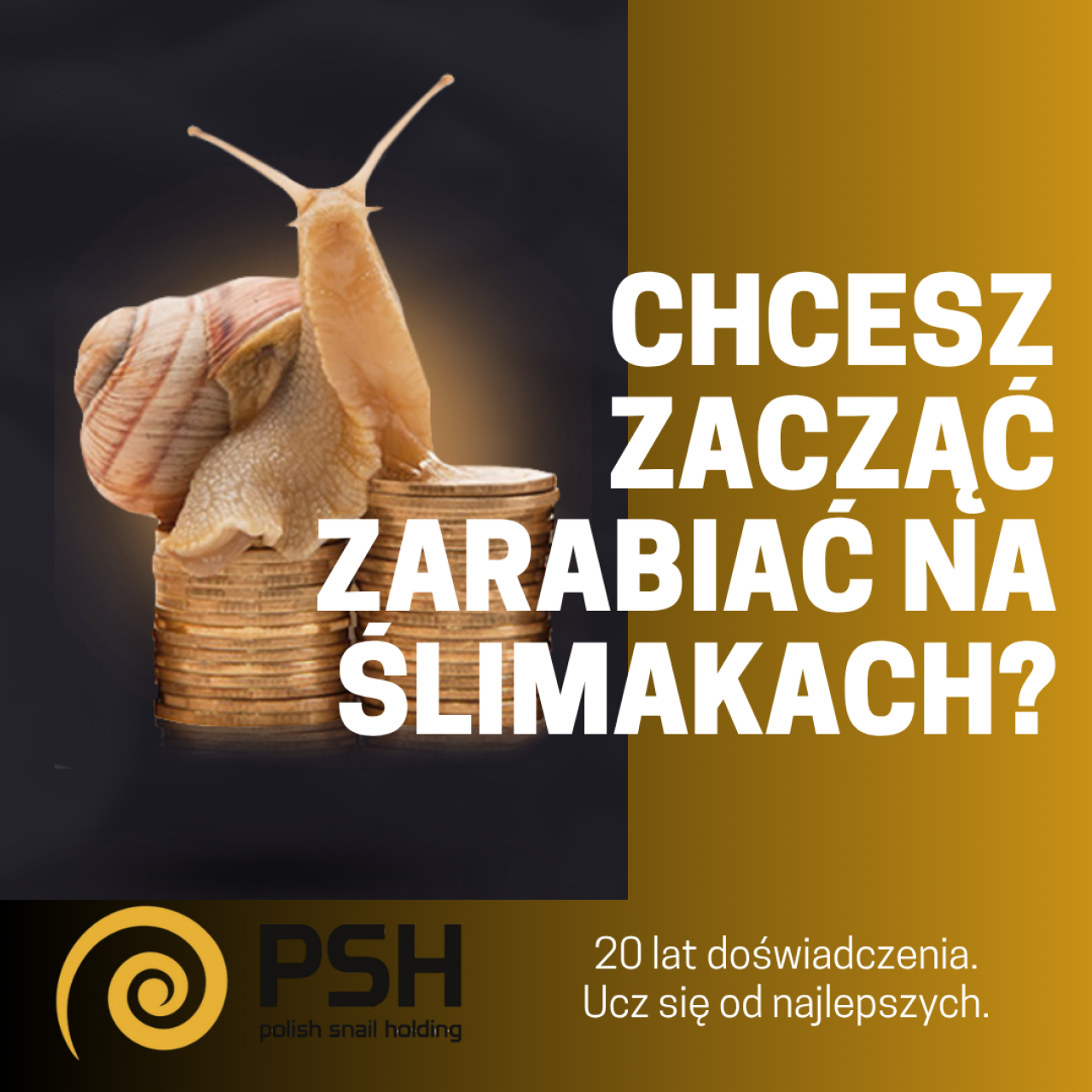 Zdjęcie główne #243 - Jak zostać hodowcą ślimaków?