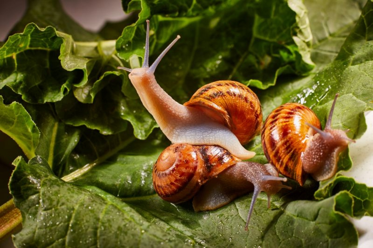 Zdjęcie główne #238 - Hodowcy ślimaków w Polsce. Jak zacząć hodowlę ślimaków?