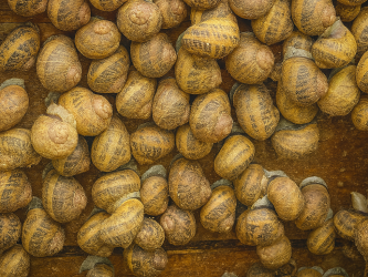 Zdjęcie główne #251 - Prowadź zyskowną hodowlę ślimaków