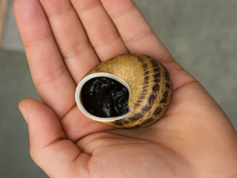 Zdjęcie główne #265 - Jakość reproduktorów jako kluczowy element technologii hodowli ślimaków